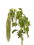 Amaranthus Green-1