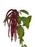 Amaranthus Red-1