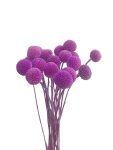 Craspedia purple tinted- 1